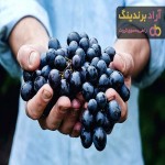 خرید انگور سیاه مشهد + قیمت عالی با کیفیت تضمینی