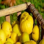 مناسب ترین قیمت میوه به شیراز در دی ۱۴۰۱