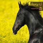 قیمت خرید اسب مشکی اصیل + فروش درتجارت و صادرات