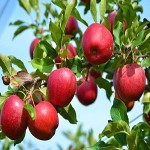 قیمت خرید سیب درختی قرمز + خواص، معایب و مزایا