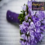قیمت خرید گل بابونه + مزایا و معایب