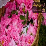 قیمت خرید گل محمدی + فروش در تجارت و صادرات