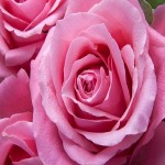 خرید انواع گل رز با بهترین قیمت