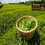 قیمت خرید چای ایرانی + مزایا و معایب