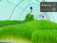 علوفه ایران | فروشندگان قیمت مناسب علوفه ایران