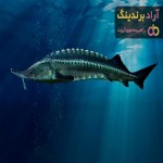خرید جدیدترین انواع ماهی اوزون برون در مازندران