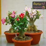 گل آپارتمانی رز صحرایی | خرید با قیمت ارزان