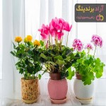 خرید بهترین انواع گل آپارتمانی با قیمت مناسب