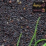 قیمت خرید دانه روغنی کلزا + خواص، معایب و مزایا
