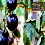 خرید گوجه فرنگی سیاه رفسنجان با قیمت استثنایی