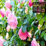 گل محمدی (Damask rose) + قیمت خرید عالی