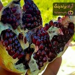 خرید انار سیاه ساوه + قیمت عالی