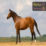 اسب ترکمن؛همه نژادها (یموت آخال سیاه سفید طلایی) + قیمت 2023