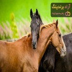 اسب جنگی | خرید نژادهای متنوع اسب جنگی