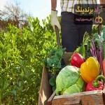 بهترین محصولات کشاورزی ایران + قیمت خرید عالی