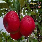سیب تهران (Tehran apple) + قیمت خرید عالی