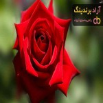 خرید گل محمدی قرمز + قیمت عالی