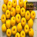 قیمت سیب زرد درختی (Yellow apple tree) + خرید