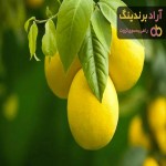 خرید میوه لیمو شیرین با قیمت استثنایی