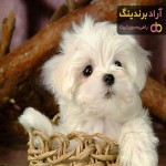 قیمت سگ جیبی خوشگل، سفید، کوچک در 3 نوع مختلف