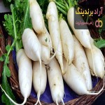 قیمت هویج سفید ۱۴۰۱