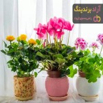 قیمت گیاهان آپارتمانی گلدار