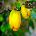 قیمت میوه به اصفهان