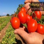 قیمت گوجه فرنگی در میدان بار