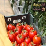 قیمت گوجه فرنگی در میدان تره بار کرج