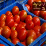قیمت گوجه فرنگی کارخانه