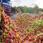 قیمت سیب زیر درختی