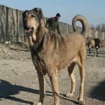 سگ سرابی (Sarabi Dog) در 3 شهر تهران، اصفهان، تبریز + مشخصات