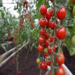 قیمت گوجه گلخانه ای در مشهد