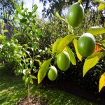 قیمت لیمو ترش در بندرعباس
