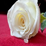 گل رز تبریز (ملکه) 3 رنگ سفید صورتی قرمز