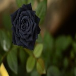 گل رز مشکی؛ باراکای طبیعی کمیاب خواستگاه Halfeti