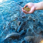 غذا ماهی آکواریوم؛ دو نوع دانه ای پودر شده ترکیب رنگی بسته بندی نایلونی