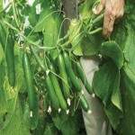 خیار گلخانه ای ورامین cucumber بوته ای درختی تولید خیارشور