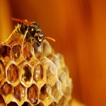کندو عسل با ملکه hive جنس چوب طبع گرم + ملکه زنبور نر