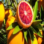پرتقال خونی مورو ؛ ترش شیرین سرشار از ویتامین C