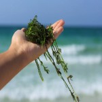 جلبک دریایی مارمارین Algae کاملا خالص تجدید پذیر محافظ محیط زیست