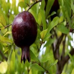 انار سیاه در ژاپن Pomegranate درمان بیماری قلبی و عروقی