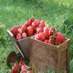 سیب جعبه ای ؛ پوست شفاف کیفیت ممتاز 3 نوع زرد قرمز سبز