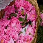 گل محمدی برای پوست؛ ارگانیک تازه طبع گرم فصل برداشت پاییز Spring