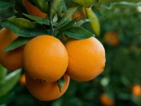 پرتقال شمال؛ افزایش قدرت ایمنی بدن حاوی ویتامین (A C)
