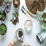 خاک گل کاکتوس؛ ترکیب ماسه پیت ماس منبع رشد تغذیه گیاه