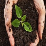 خاک برگ پسران؛ ضد عفونی کننده سبک مناسب رشد گیاهان زینتی