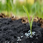 کود آلی فسفات؛ مایع جامد کاهش PH خاک بلوغ زودرس گیاهان