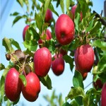 سیب درختی در حال حاضر؛ سبز قرمز زرد 2 کاربرد سرکه مربا Apple