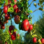 سیب درختی در میدان تبریز؛ پوست شفاف بهبود عملکرد دستگاه گوارش
